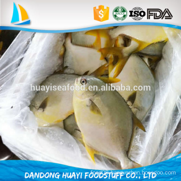 high quality frozen new fresh pompano fish